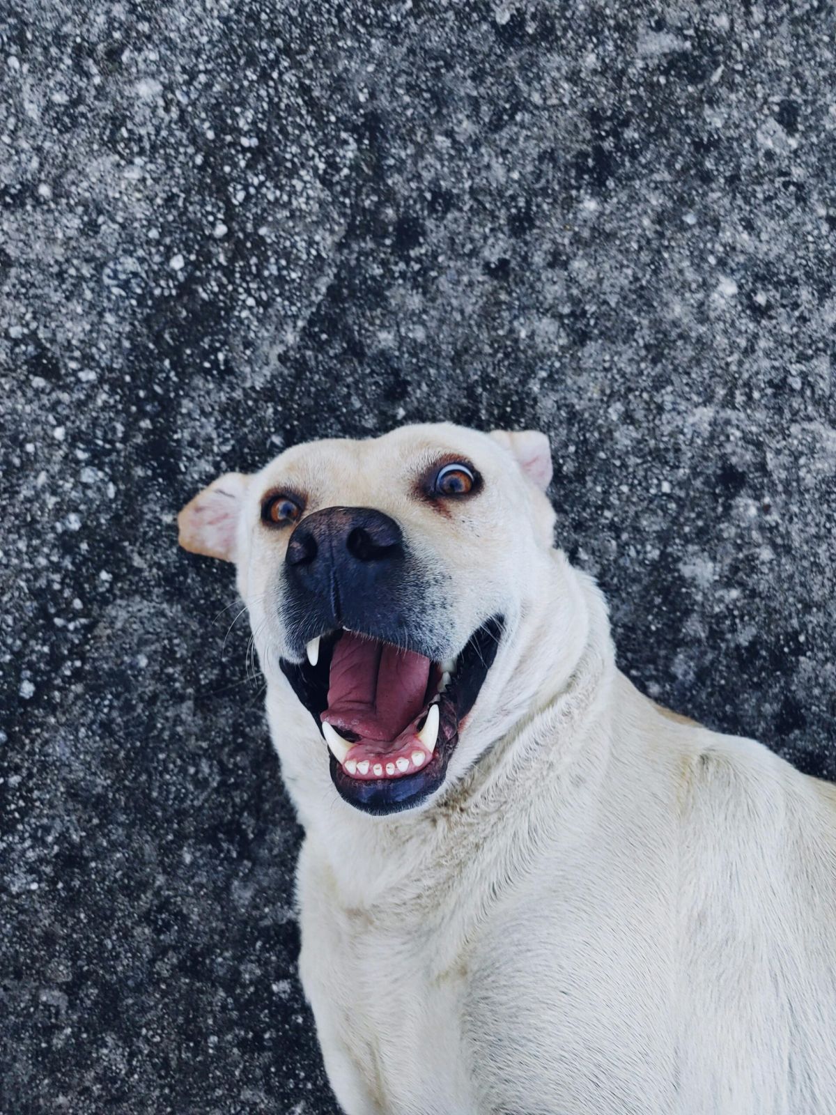 Come leggere il linguaggio del corpo del cane: orecchie, coda e postura