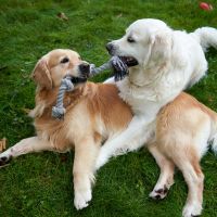 Perché il gioco è importante (e non solo per i cuccioli)