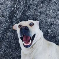 Come leggere il linguaggio del corpo del cane: orecchie, coda e postura