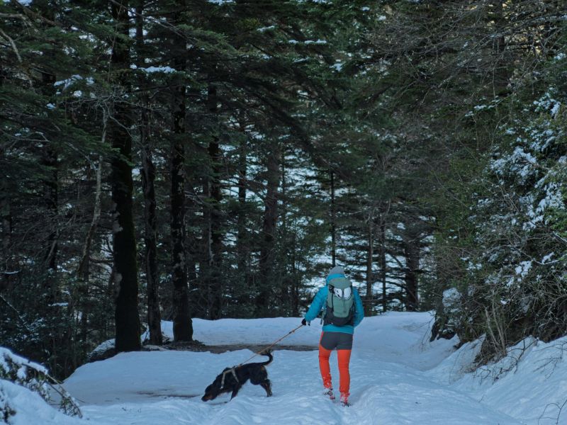 Perché fare attività nella natura con il tuo cane (non è solo una passeggiata)