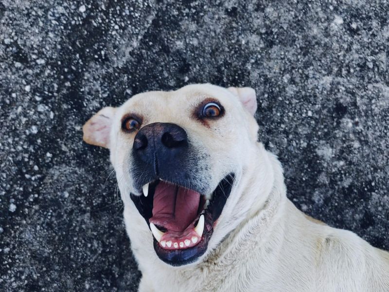 Come leggere il linguaggio del corpo del cane: orecchie, coda e postura
